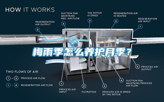 梅雨季怎么養(yǎng)護月季？