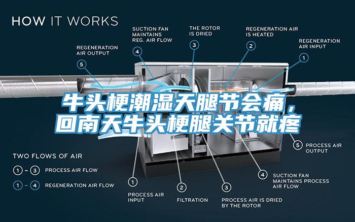 牛頭梗潮濕天腿節(jié)會(huì)痛，回南天牛頭梗腿關(guān)節(jié)就疼